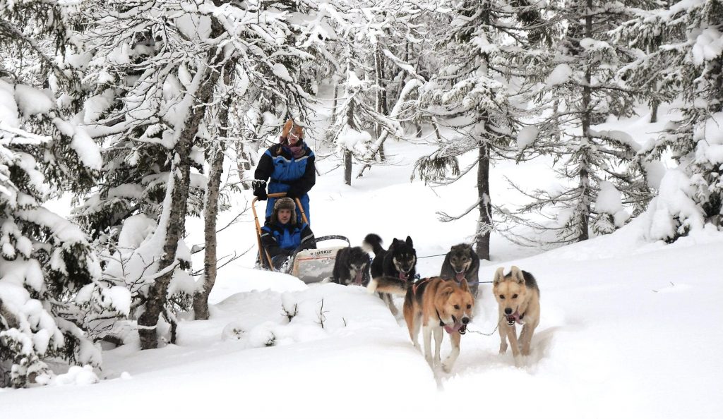 Dog Sledding | Sunpeaks